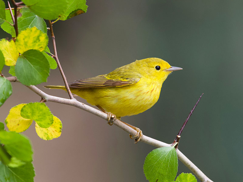 Yellow Warbler by Dan Lotan