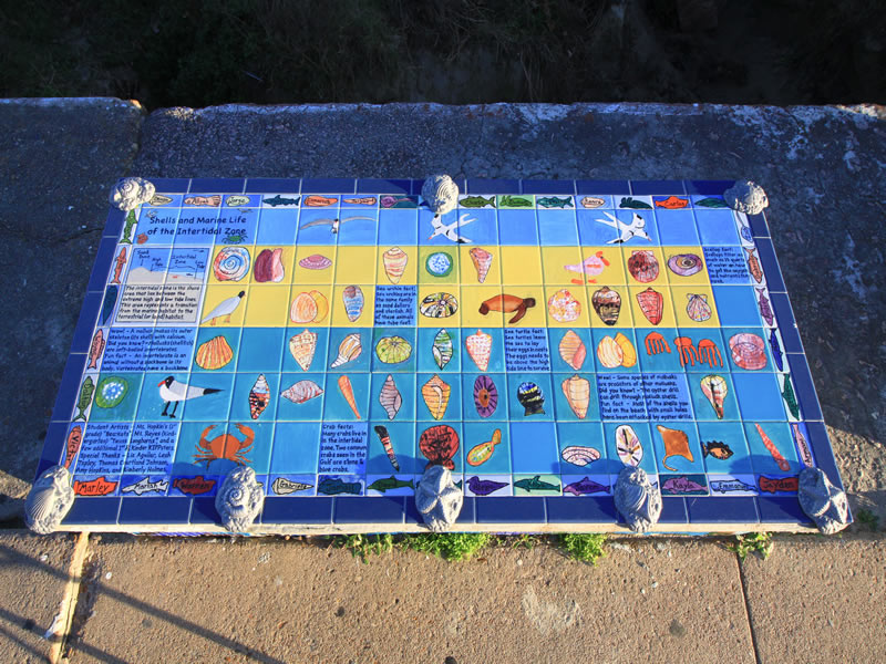 Shells and Marine Life of the Intertidal Zone