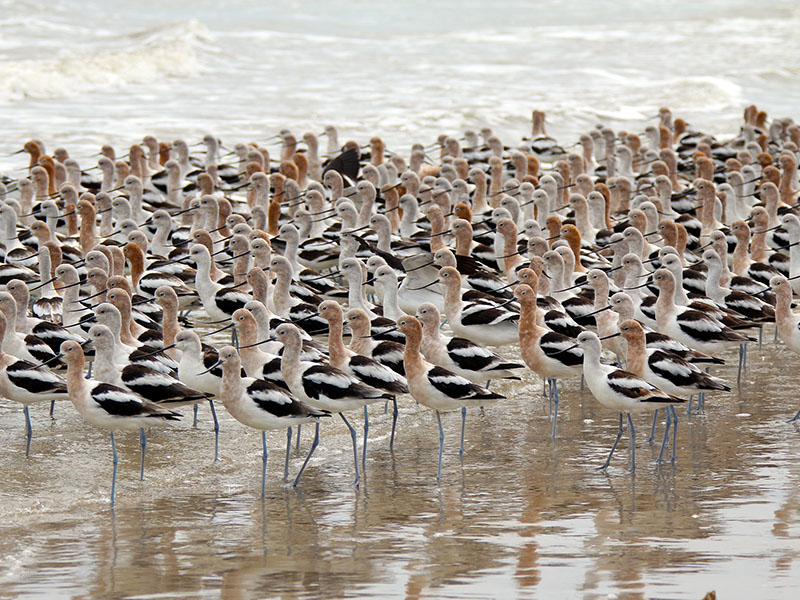 American Avocet by Amy Nolan at Bolivar Peninsula - Feather Fest 2019 Week 4 Honorable Mention