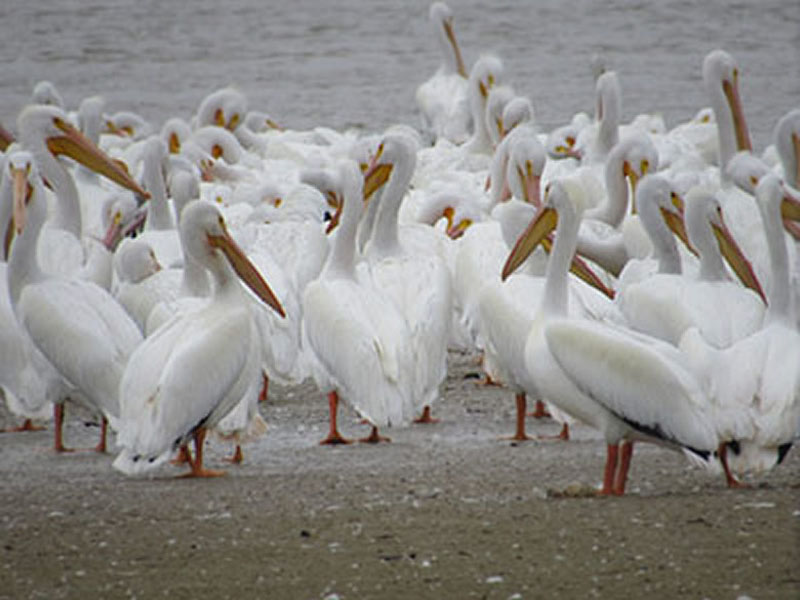 American White Pelican by Kristine River