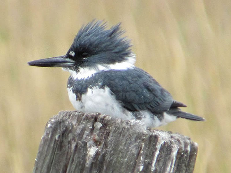 Belted Kingfisher by Kristine Rivers