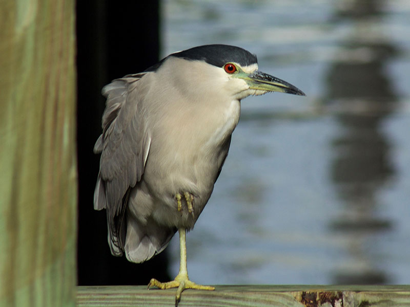 Black-crowned Night-Heron by Jackie Farrell