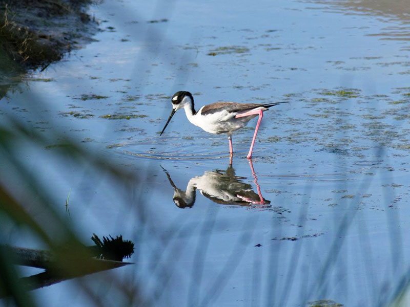 Black-necked Stilt by Mary Halligan at Lafittes Cove