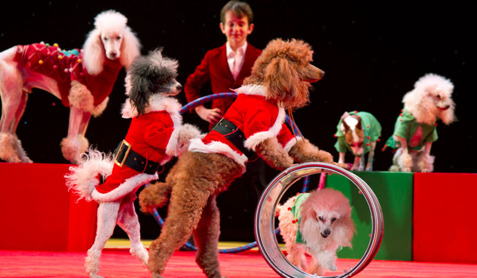 Cirque Joyeux Cirque Joyeux