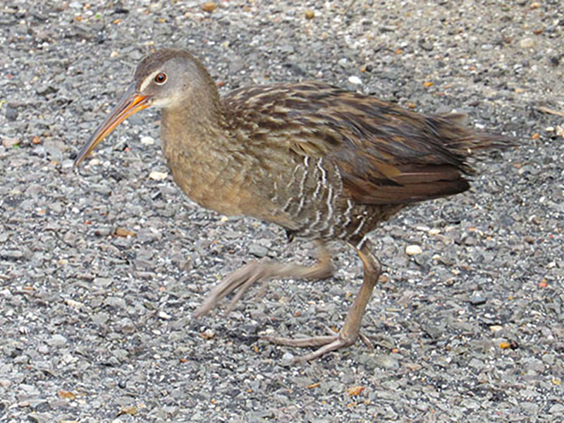 Clapper Rail by Kristine Rivers