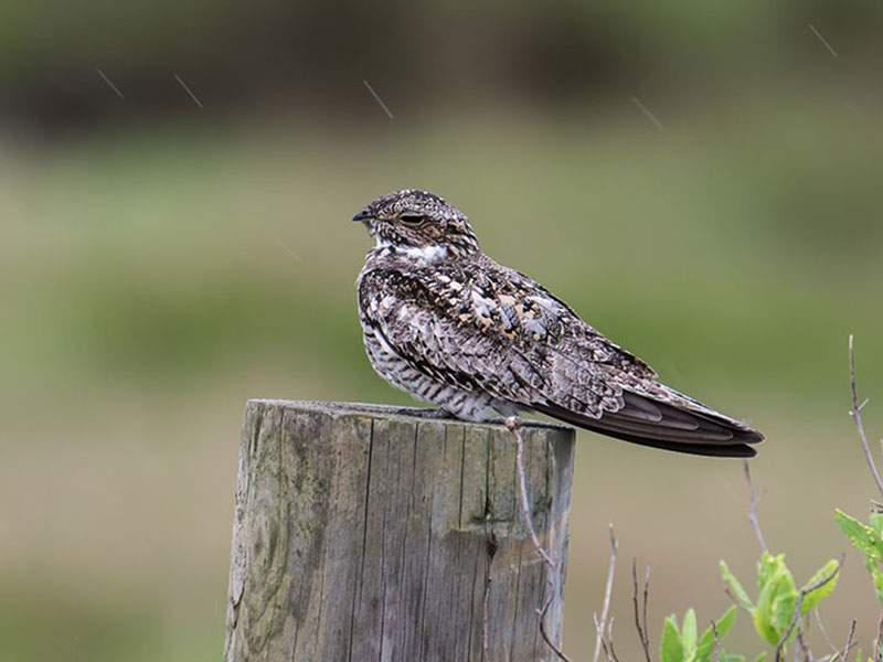 Common Nighthawk by Mike Zarella