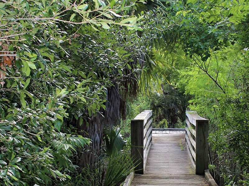 Corp Woods Birding Trail Bridge