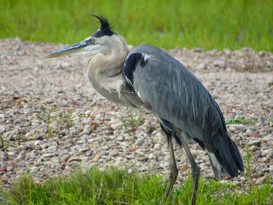 Great Blue Heron