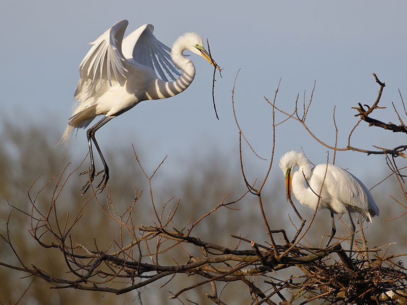 Great Egrets Nesting by Andrew McCullough