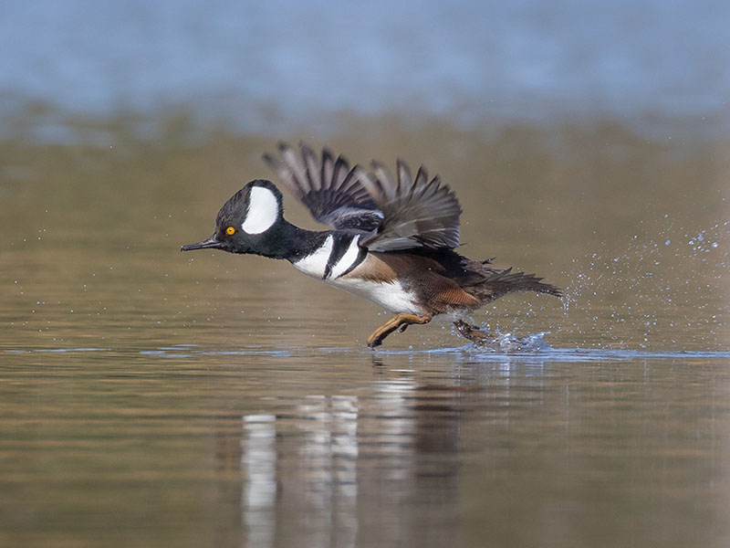 Hooded Merganser by Gary Seloff