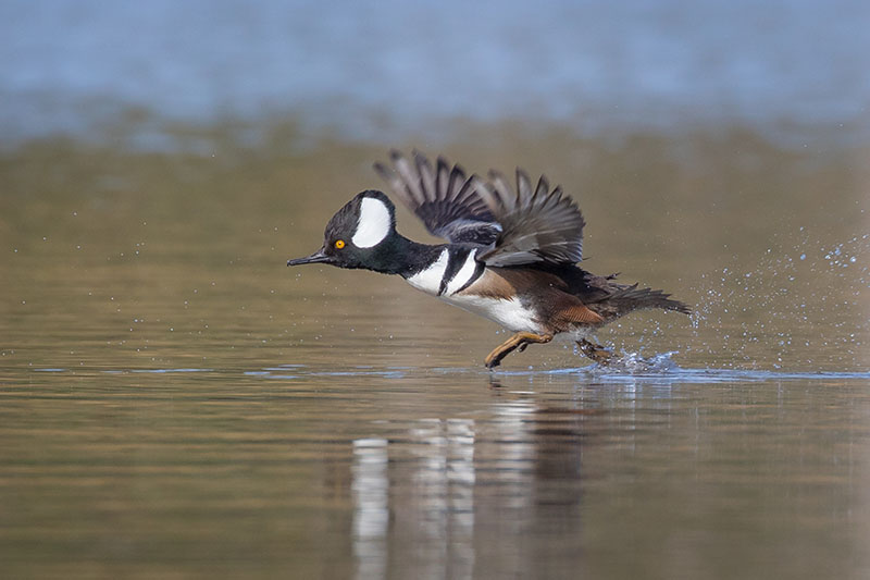 Hooded Merganser by Gary Seloff