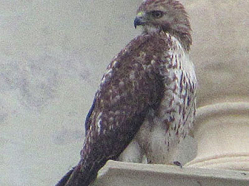 Juvenile Red-tailed Hawk