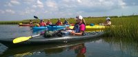 Kayakers in Wetlands