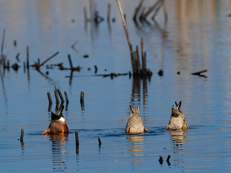 Mallards by Lea Safley