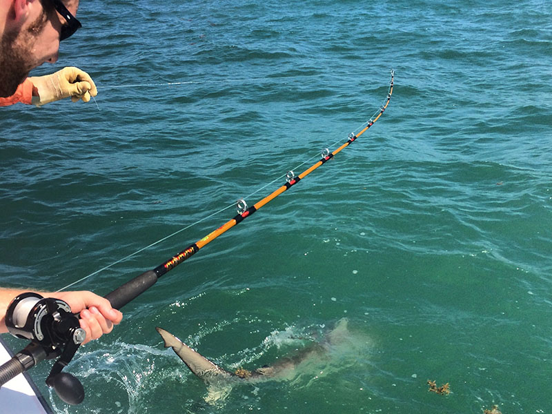 Man on Boat Reeling in a Shark