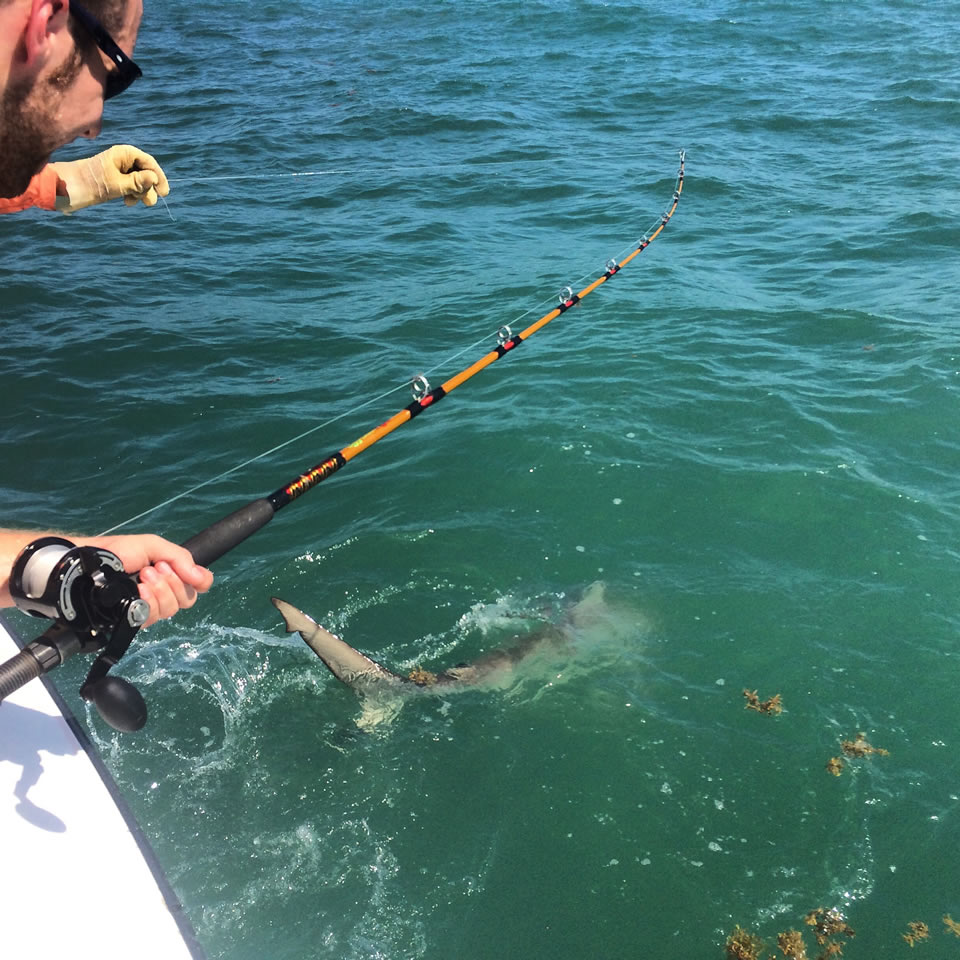 Man on Boat Reeling In Shark Man on Boat Reeling In Shark