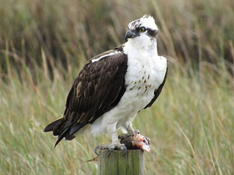 Osprey by Kristine Rivers on Galveston Island