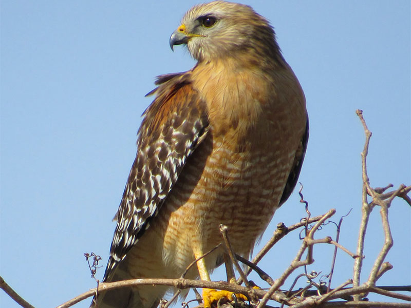 Red-shouldered Hawk by Kristine Rivers