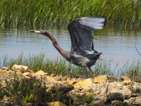 Reddish Egret