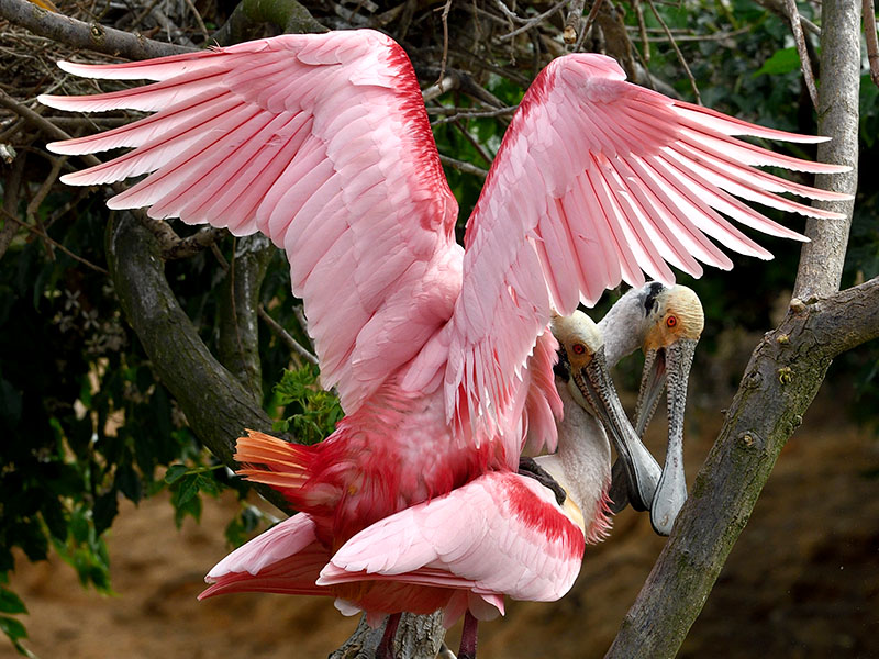 types of spoonbill bird