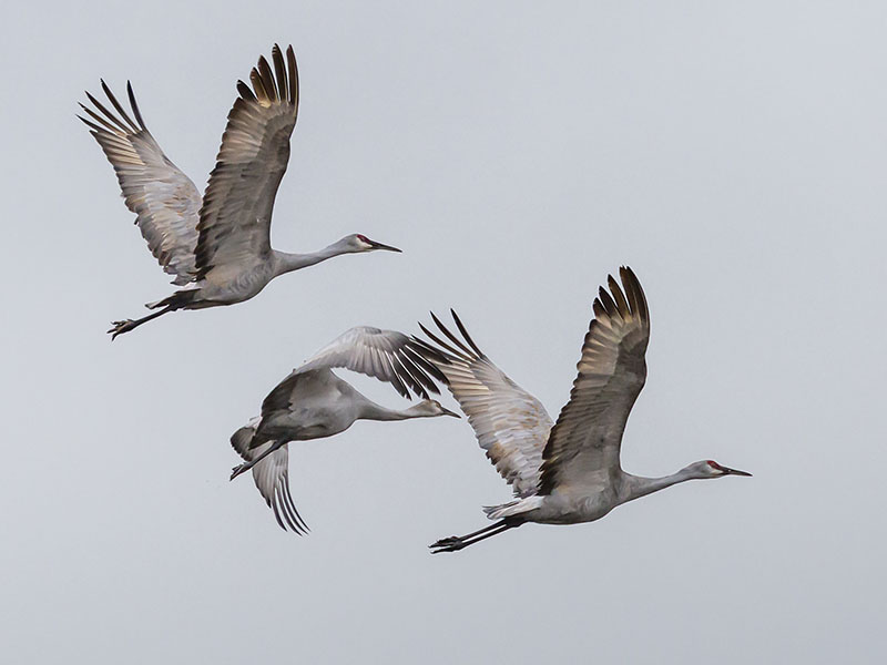 Sandhill Cranes in Flight by Bethany Tiner