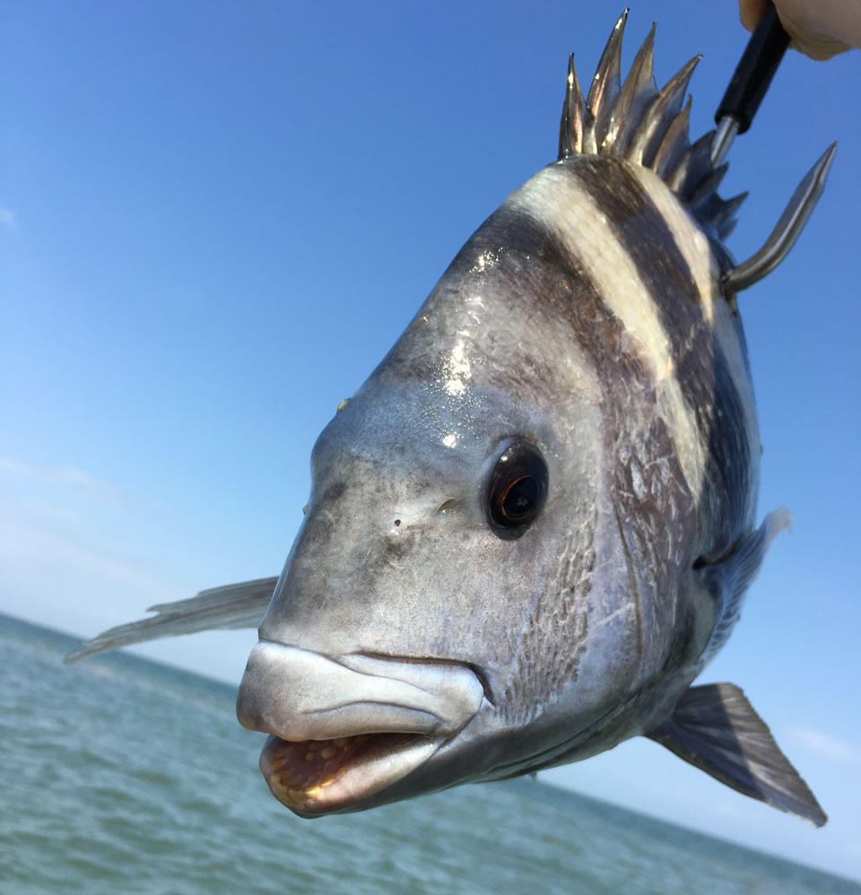 Sheepshead Fish Caught