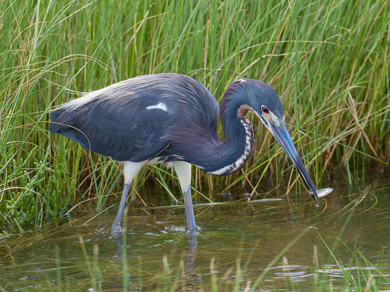 Tricolored Heron by Mike Zarella