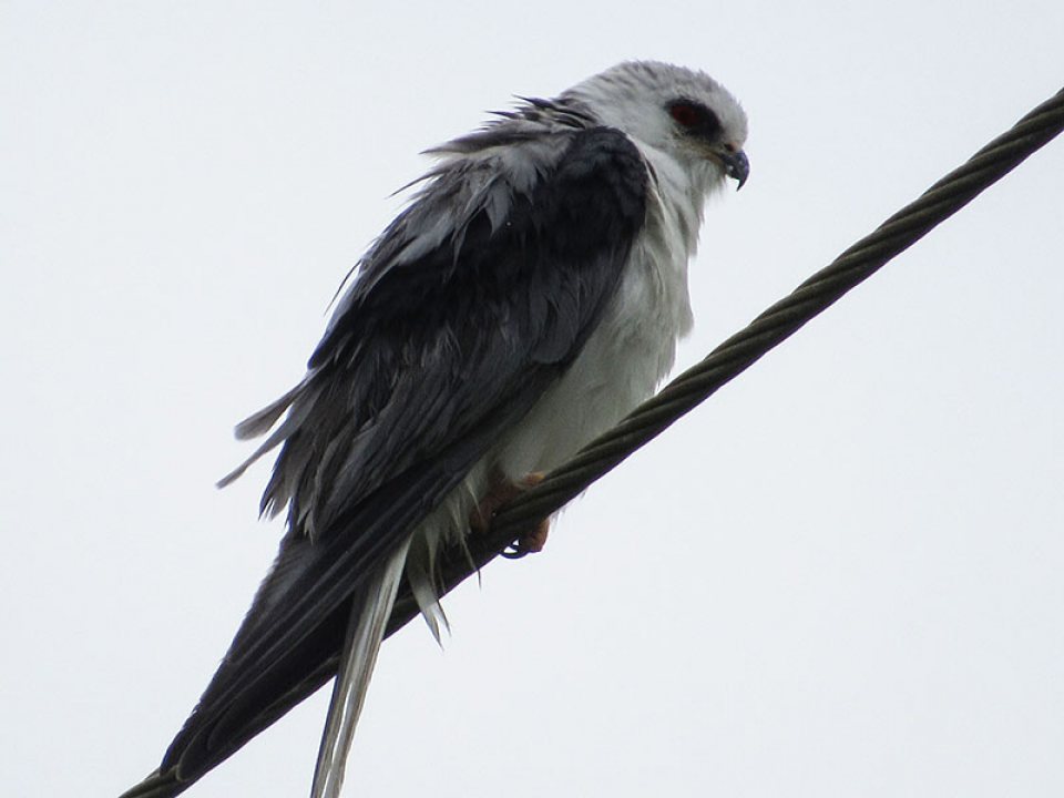 White-tailed Kite