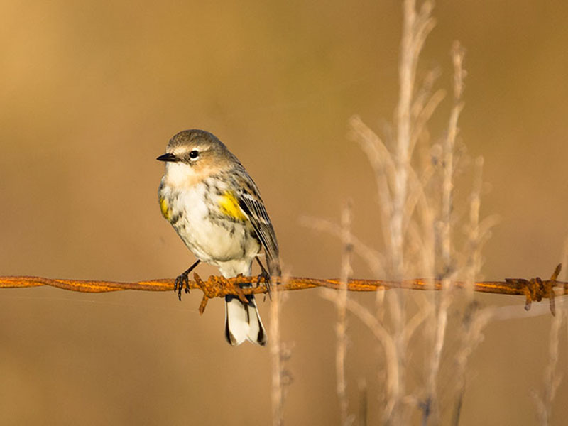 Yellow-rumped Warbler by Barry Hatch