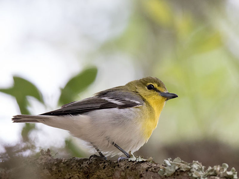 Yellow-throated Vireo by Kathy Williams