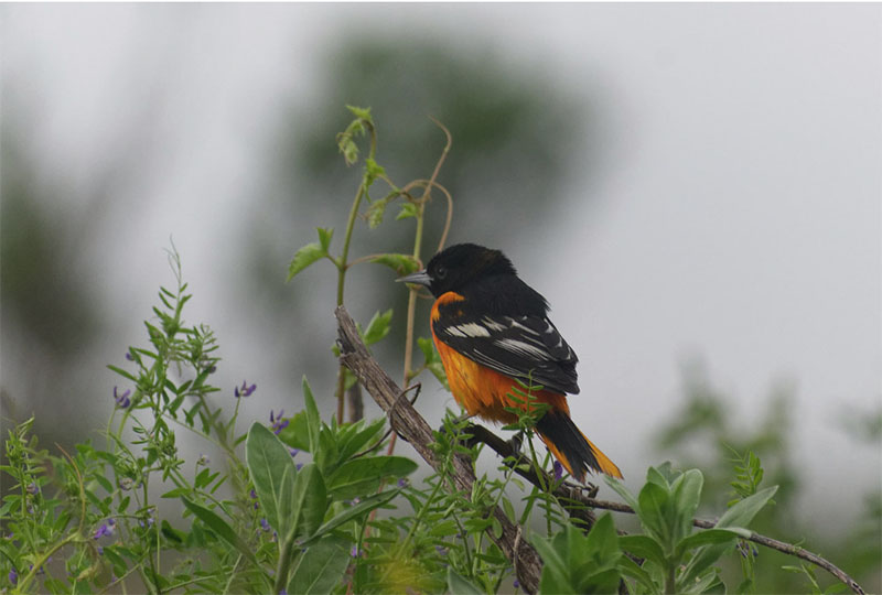 Baltimore Oriole by Mary Halligan at East End Lagoon