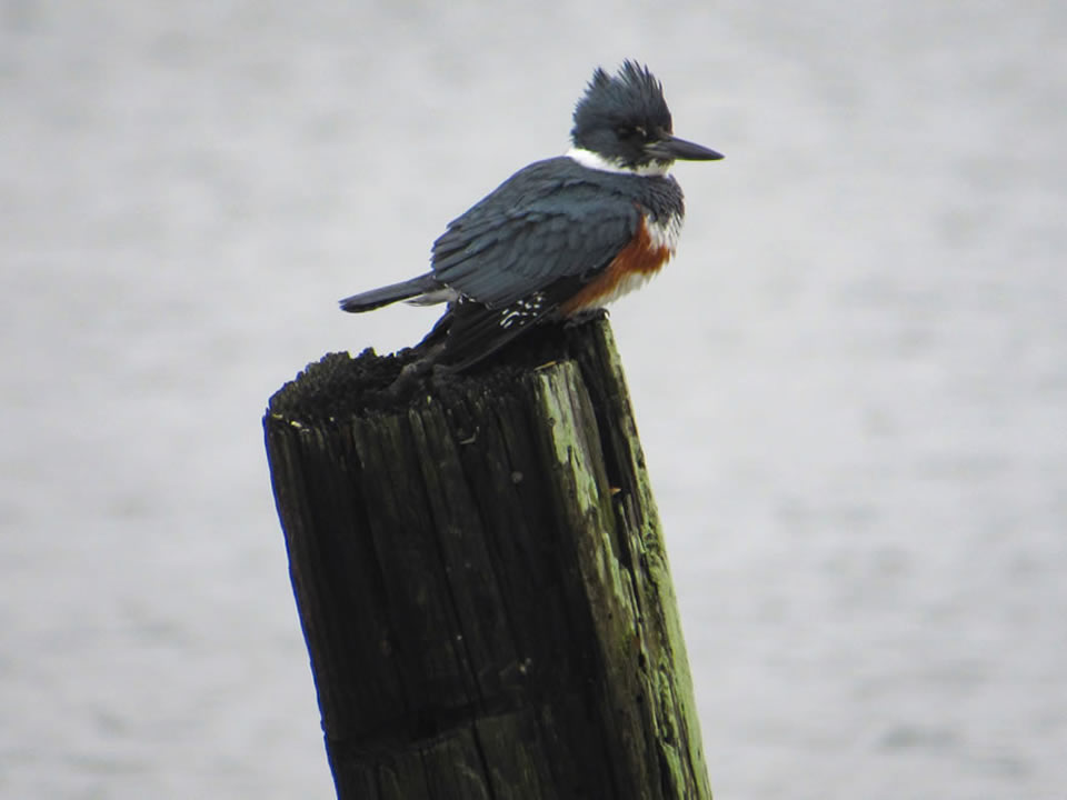 Belted Kingfisher photo by Kristine Rivers, Galveston, 2/1/19