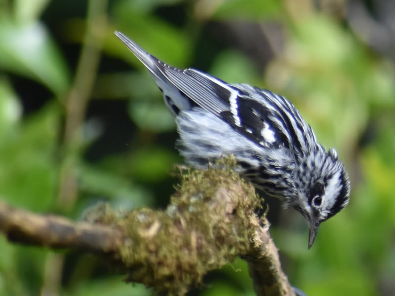 Black-and-white Warbler by Mary Halligan