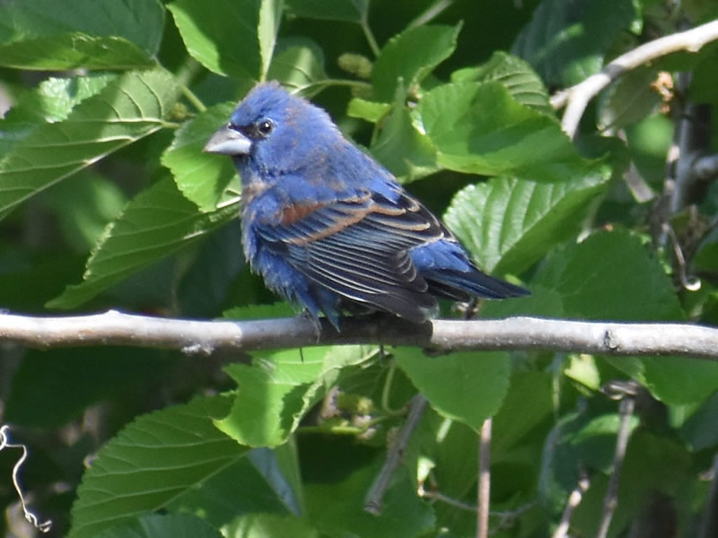 Blue Grosbeak by Mary Halligan