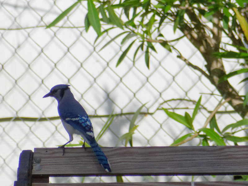 Blue Jay by Mary Halligan