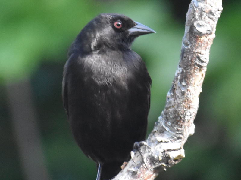 Bronze Cowbird by Mary Halligan