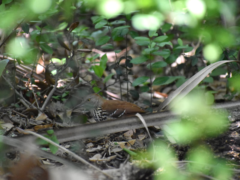 Brown Thrasher