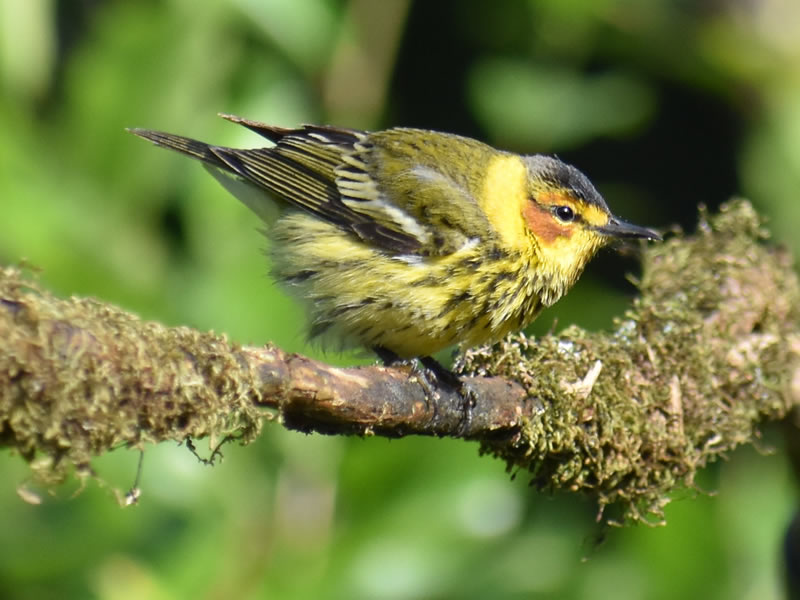 Cape May Warbler by Mary Halligan