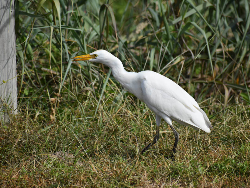 Cattle Egret