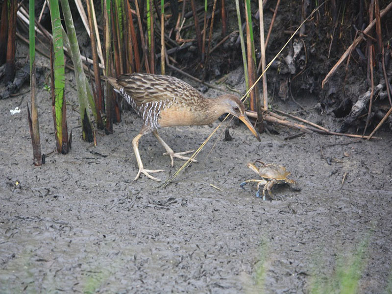 Clapper Rail and Sand Crab by Rosalind Richard