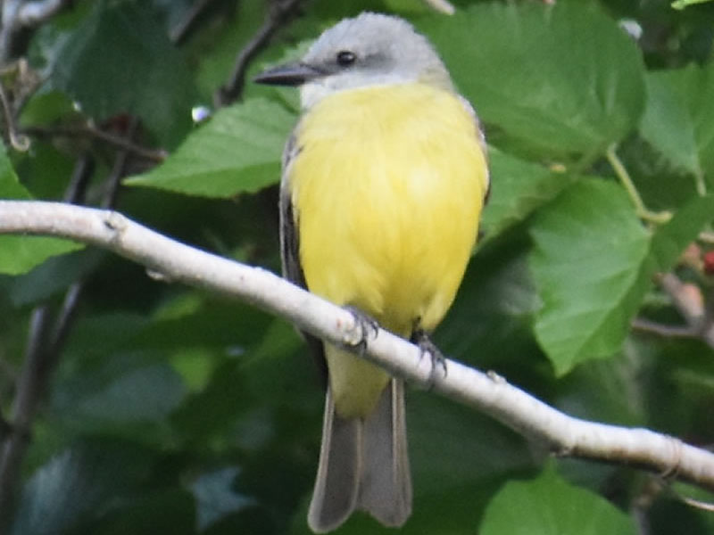 Couch's Kingbird Mary Halligan