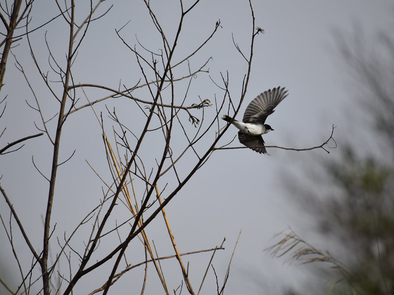 Eastern Kingbird by Mary Halligan