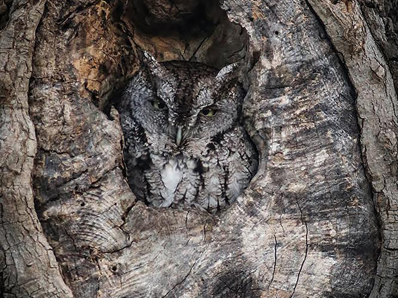 Screech Owl by Ed Ferrin