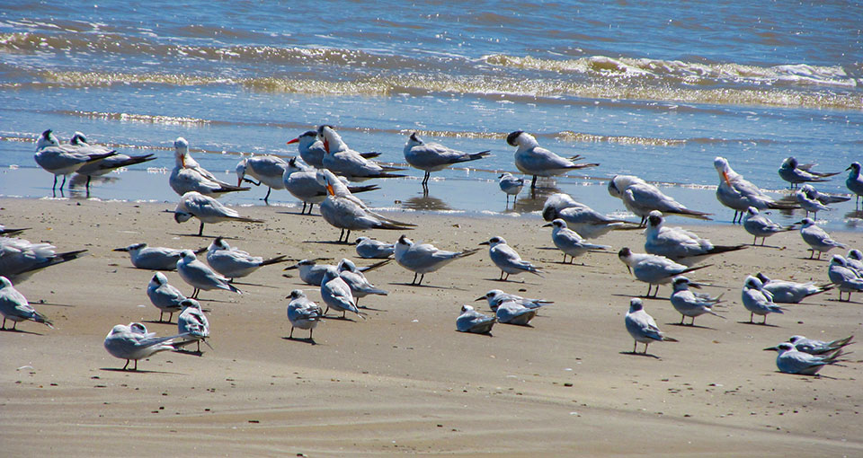 Flock of Terns