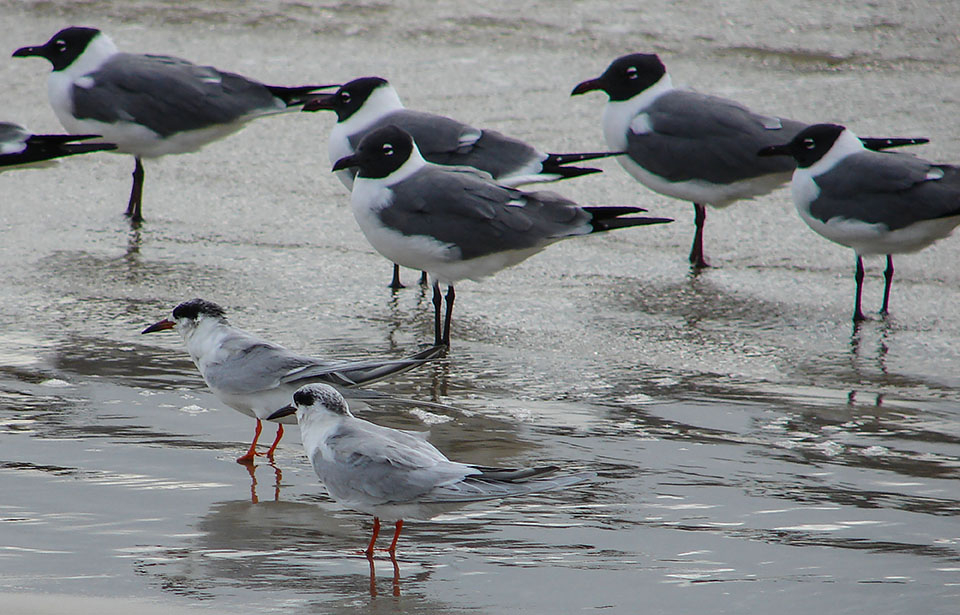 Forster's Tern