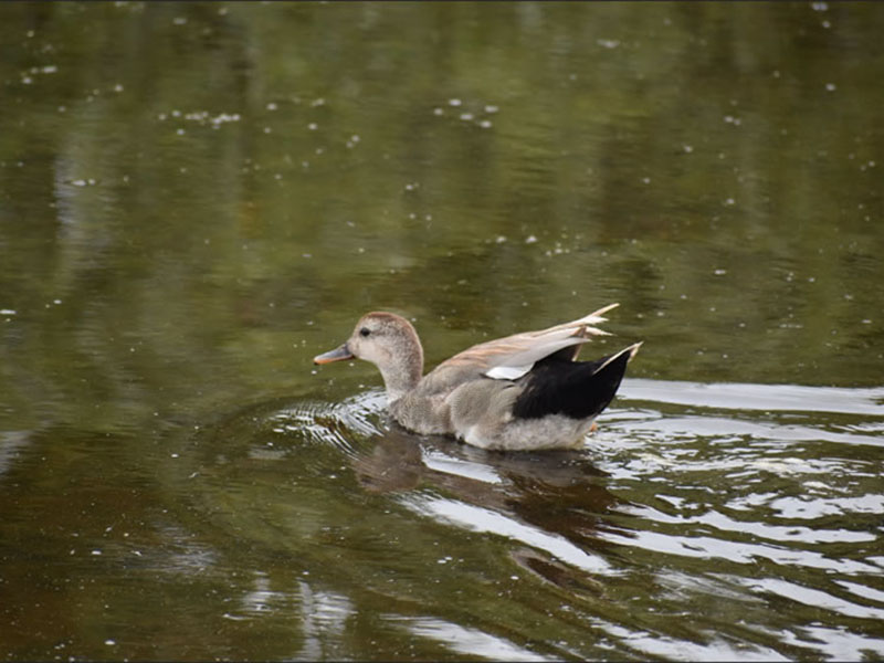 Gadwall by Mary Halligan