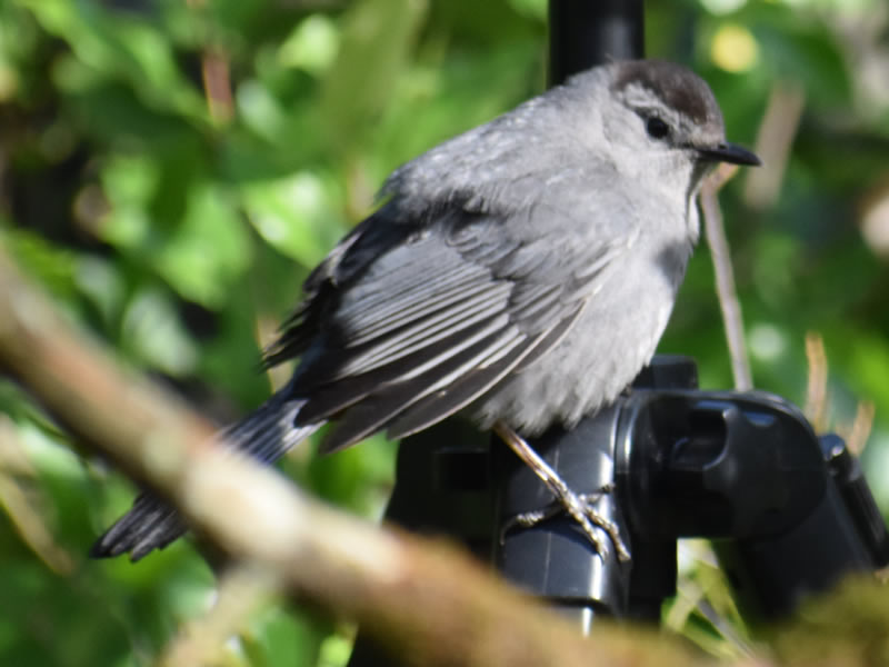 Gray Catbird by Mary Halligan