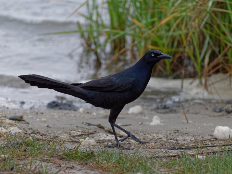 Great-tailed Grackle