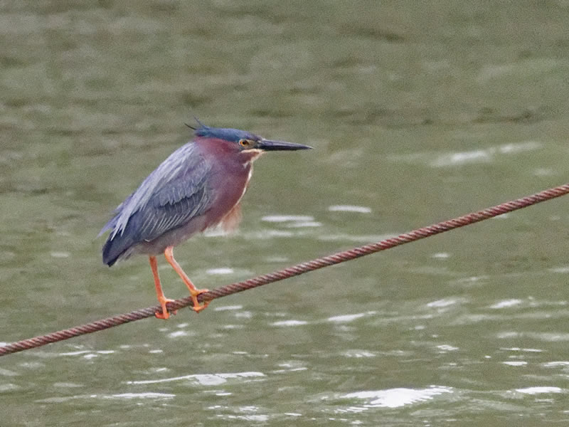 Green Heron by Mary Halligan