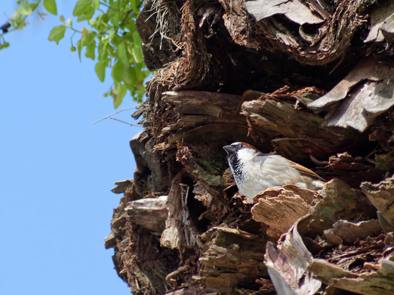 House Sparrow by Mary Halligan